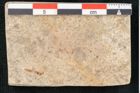 Foto (Detailansicht) von Quercus palaeoilex Ettingshausen (NHMW-GEO-2024-0188-8102)